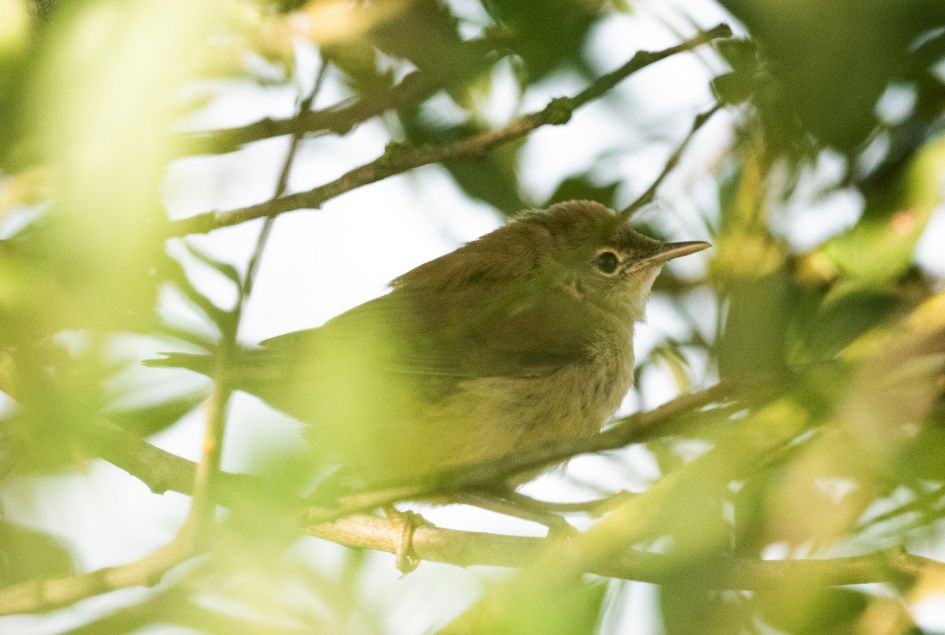 Welke vogel is dit ?